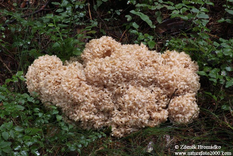 kotrč kadeřavý, Sparassis crispa (Houby, Fungi)